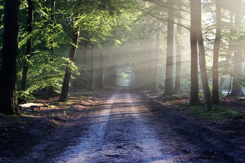 Nature Walk Image